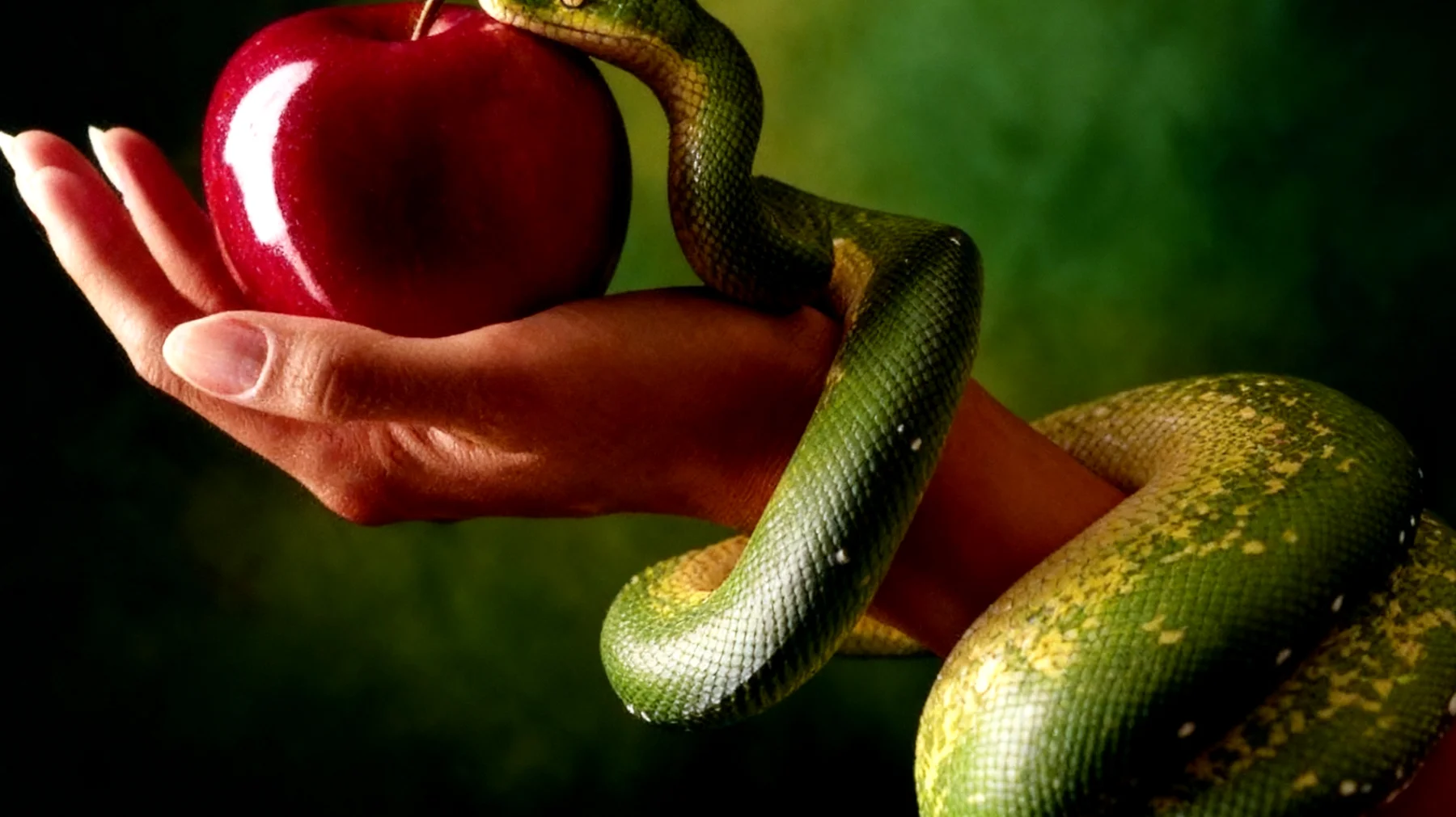 Forbidden Fruit2025-12-16T14:29:33.182Z"