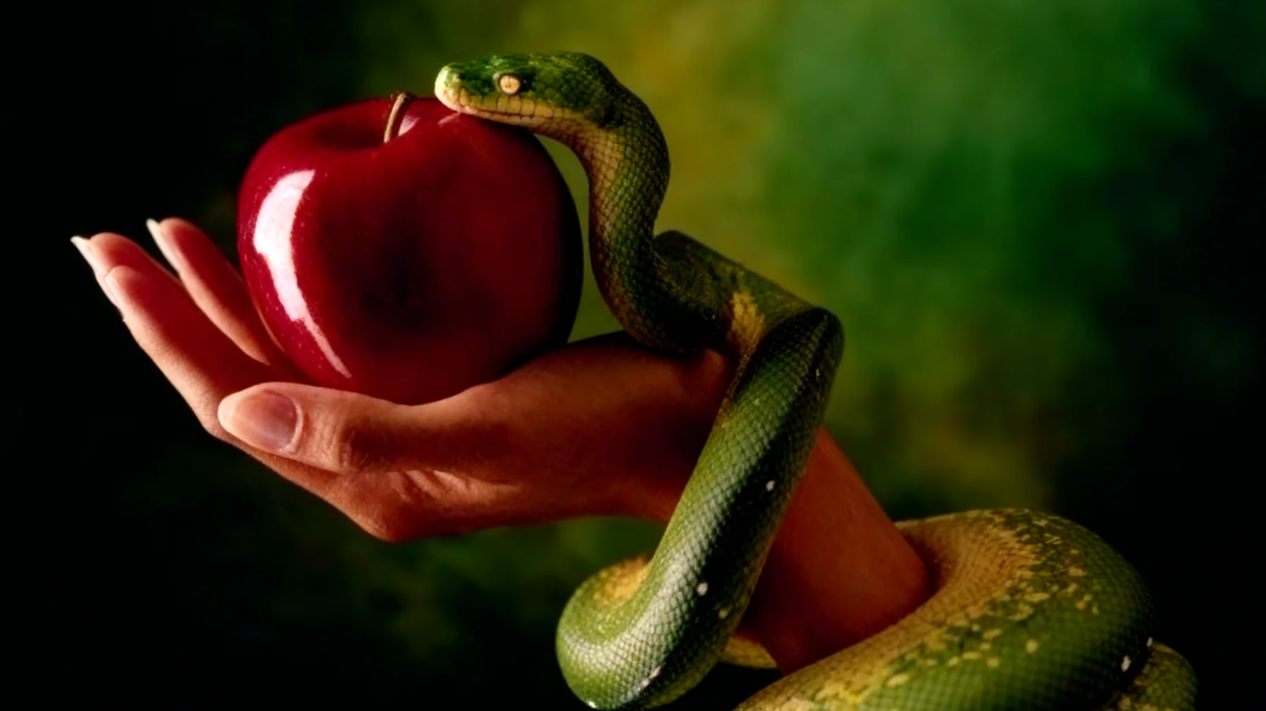 Forbidden Fruit2025-12-19T22:46:32.308Z"